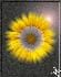 girasol24