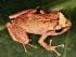 great_coqui