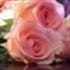 Rosy De Lisio