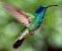 jackcolibri
