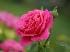 jaz2min