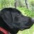 Marina Arca Sevilla Adopciones