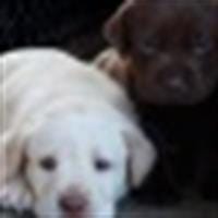 Rolando Gutierrez Cabrera