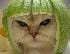 lechuky