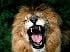 leonccs