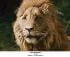 lionpard