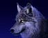lobo12345