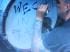 maied