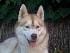 maksim