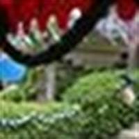 Liliana Guevara Contreras