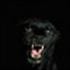 Arturo Darrell Pantera