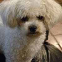 Nelson Galvarino Palacios Hidalgo