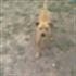 Florin