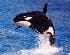 orca_marina