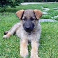 Angel Fernandez Perez