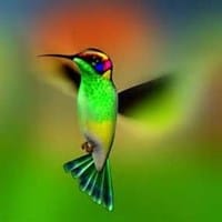 Enrique Jose Sole Catalan