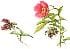 peonia_1
