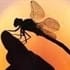 dragonfly8