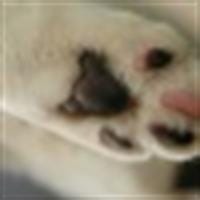 Charo Nose