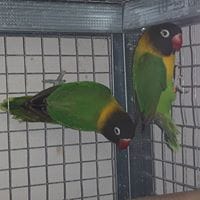 Francisco Javier Rodriguez Macias