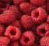 redfruit