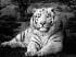 reytigre99