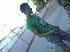 romanone