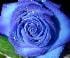 rosa_mar