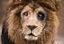 rubenzao