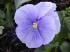 sattva