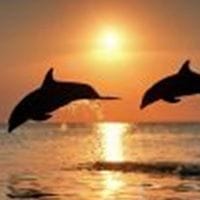 serchmex Armenta Rodriguez