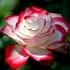 Flore