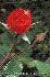 Flor Fuentes