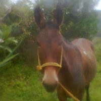 edilson antonio gomez restrepo