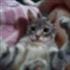 Benicio Cat
