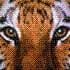 tigerfenix
