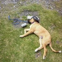 Fernando Sáez de Lafuente