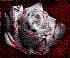 vanem