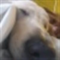 desis_31