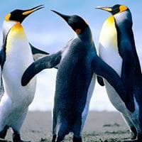 Daniel Barat de Llanos