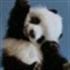 donpanda