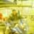Hector Gomez