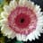 Flor Castillo
