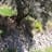 Balate Alpujarra