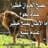 Hakim Yaz