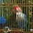 Lory OG