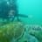 Juli Greco