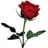 Amapola Del Sur