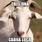 Crazy Goat