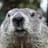 Algoritmo Marmota